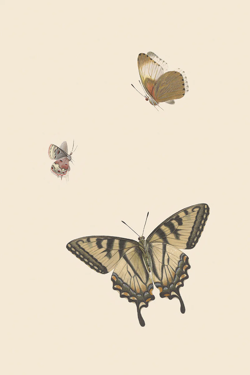 Butterflies III